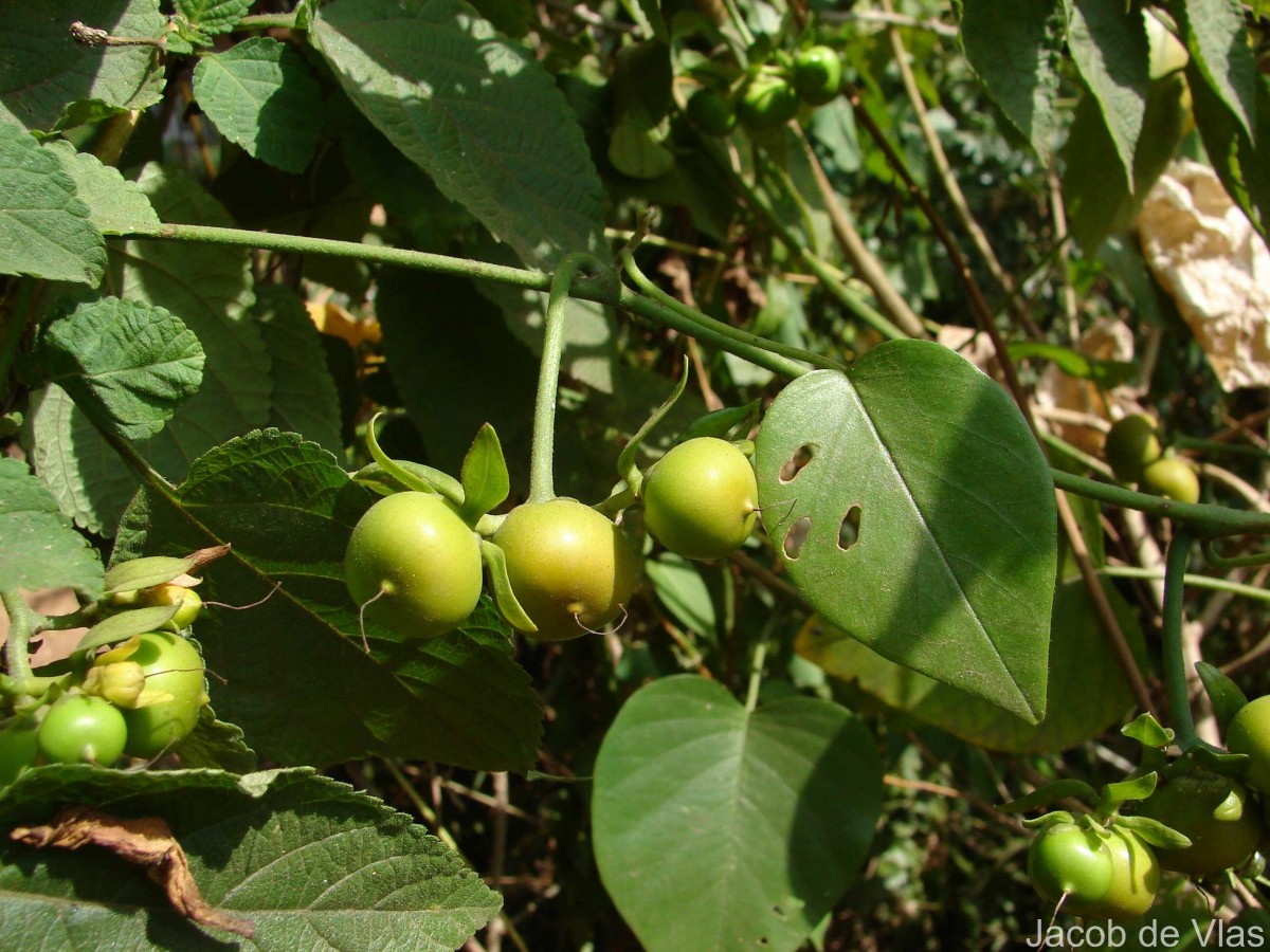 Argyreia kleiniana (Schult.) Raizada
